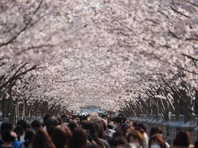 桜のトンネル