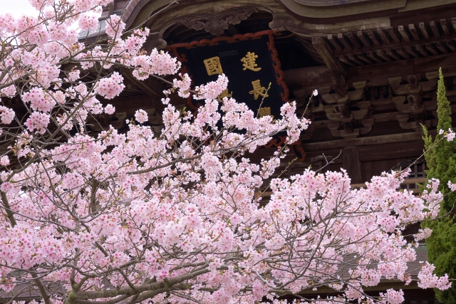 建長寺の桜