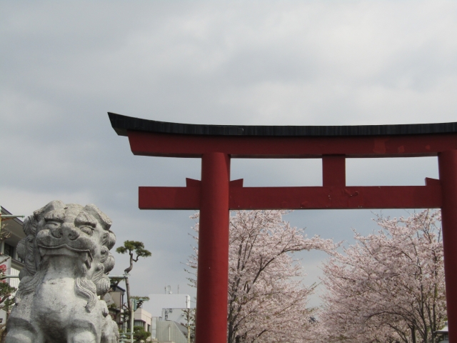 鶴岡八幡宮の桜