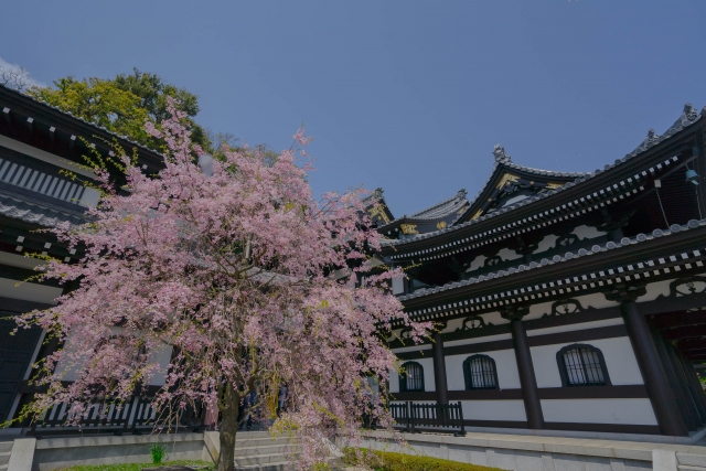 長谷寺の桜