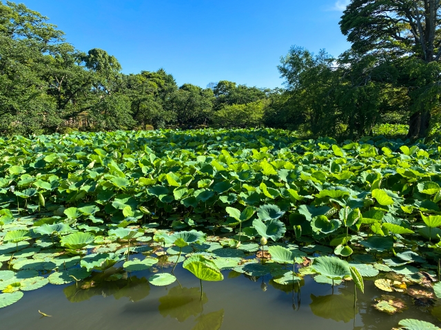 鶴岡八幡宮 四季(春夏秋冬)の花と自然と見どころ