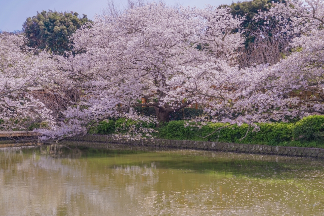 春は必見!桜のトンネル